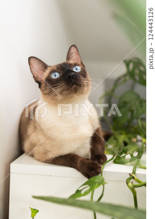 Siamese cat resting near green plant on white cabinet. Peaceful domestic atmosphere and the harmony of pet presence in a home interior. 124443126