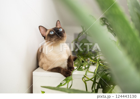 Siamese cat resting beside green plant in modern home interior. Peaceful coexistence of pets and nature in cozy domestic spaces. Pet concept Siamese cat resting beside green plant in modern home interior. Peaceful coexistence of pets and nature in cozy domestic spaces. Pet concept 124443130