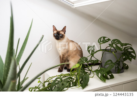 Siamese cat resting near green plant on white cabinet. Peaceful domestic atmosphere and the harmony of pet presence in a home interior. Siamese cat resting near green plant on white cabinet. Peaceful domestic atmosphere and the harmony of pet presence in a home interior. 124443135