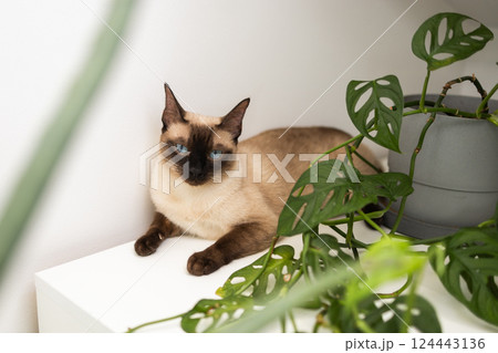 Siamese cat resting beside green plant in modern home interior. Peaceful coexistence of pets and nature in cozy domestic spaces. Pet concept 124443136