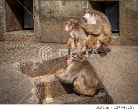 茶臼山動物園のニホンザル 124443155