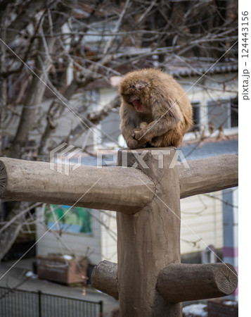 茶臼山動物園のニホンザル 茶臼山動物園のニホンザル 124443156