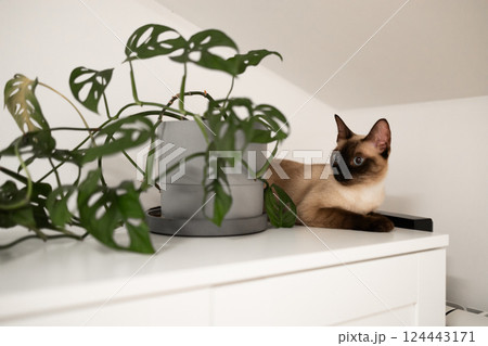 Siamese cat resting beside green plant in modern home interior. Peaceful coexistence of pets and nature in cozy domestic spaces. Pet concept 124443171