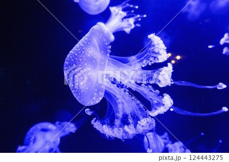 Purple jellyfish swimming underwater in aquarium Purple jellyfish swimming underwater in aquarium 124443275