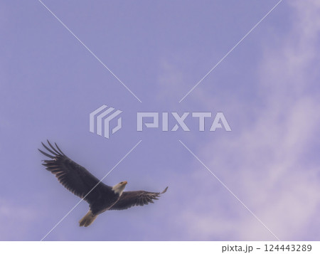 Bald eagle flying against sky Bald eagle flying against sky 124443289