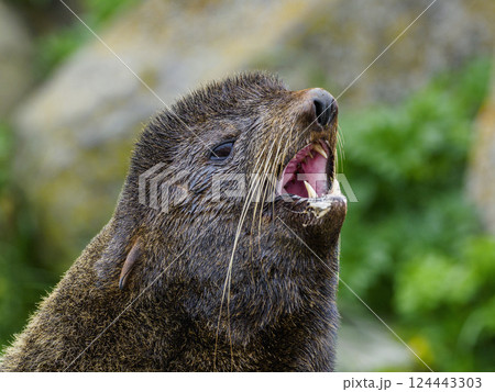 Close-up of seal with mouth open Close-up of seal with mouth open 124443303