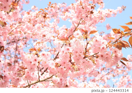 黒田百年桜 黒田百年桜 124443314