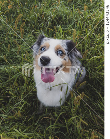 Australian Shepard sitting in tall grass Australian Shepard sitting in tall grass 124443346