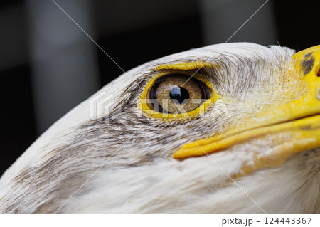 Close-up of head of Bald Eagle 124443367