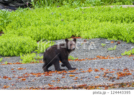 Brown bear cub in meadow 124443395