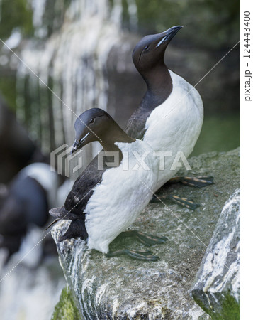 Common murres (Uria aalge) on rock Common murres (Uria aalge) on rock 124443400