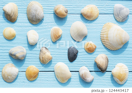 Overhead view of assortment of sea shells on blue wooden surface Overhead view of assortment of sea shells on blue wooden surface 124443417