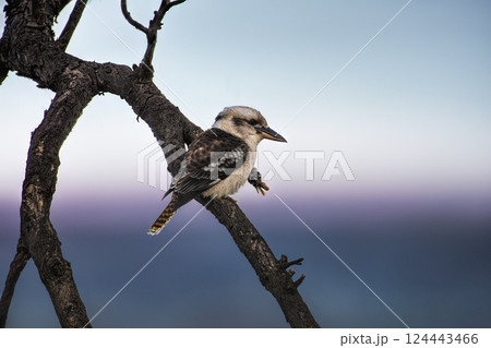 Laughing kookaburra (Dacelo novaeguineae) perching on bare tree branch Laughing kookaburra (Dacelo novaeguineae) perching on bare tree branch 124443466