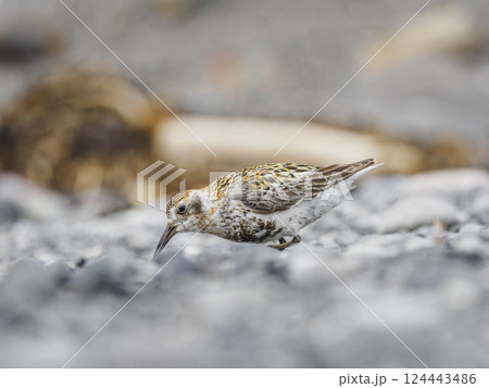 Rock sandpiper (Calidris ptilocnemis) feeding on rocks Rock sandpiper (Calidris ptilocnemis) feeding on rocks 124443486