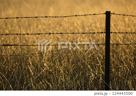 Barbed wire fence in grassy field 124443500
