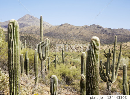 Desert landscape with green bushes and saguaro cacti Desert landscape with green bushes and saguaro cacti 124443508