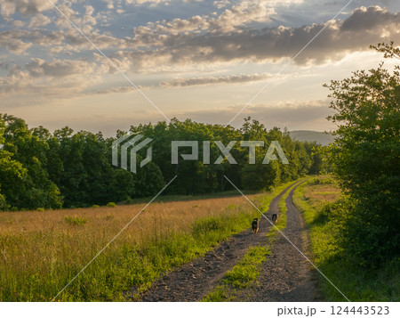 Two dogs on dirt road through meadow 124443523