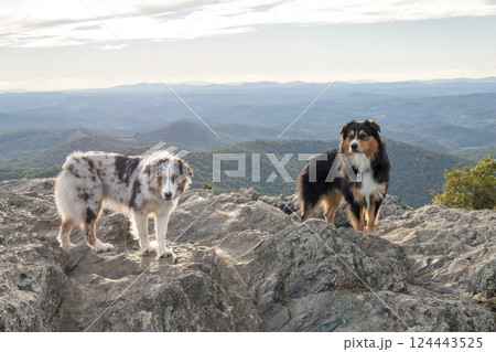 Two Australian Shepards on rocky mountain peak Two Australian Shepards on rocky mountain peak 124443525