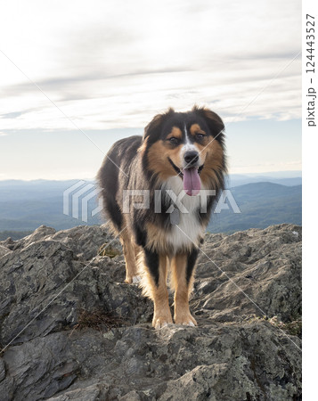 Australian Shepard on rocky mountain peak Australian Shepard on rocky mountain peak 124443527