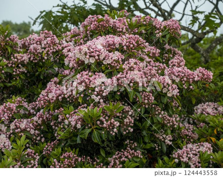 Pink blooming Mountain Laurel bush Pink blooming Mountain Laurel bush 124443558