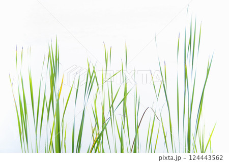 Cattail reeds in lake mist 124443562