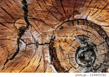 Close-up of cross section of old tree trunk 124443582