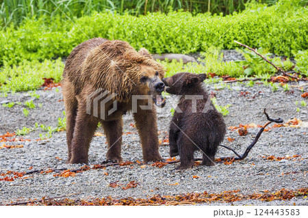 Brown bear adult with cub in meadow 124443583