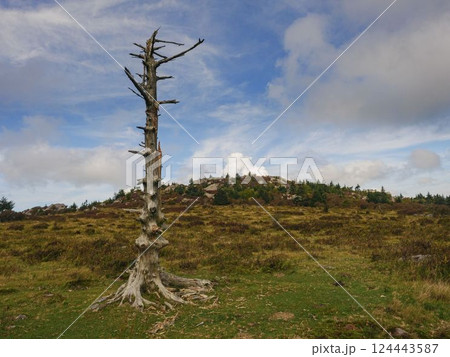 Dead tree in mountain landscape 124443587