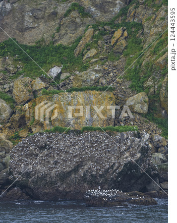 Colony of sea birds nesting on cliff Colony of sea birds nesting on cliff 124443595