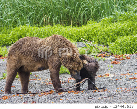 Brown bear adult with cub in meadow 124443615