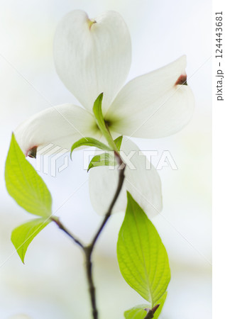 Close-up of Dogwood tree flower and leaves Close-up of Dogwood tree flower and leaves 124443681