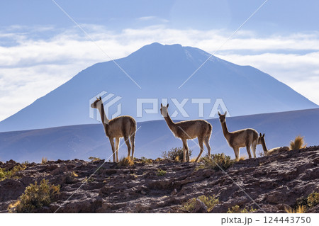 Four wild vicunas in rocky Atacama desert landscape 124443750