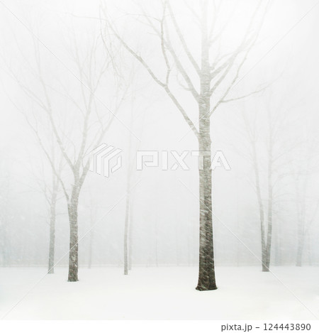 Bare oak and maple trees in a snowstorm Bare oak and maple trees in a snowstorm 124443890