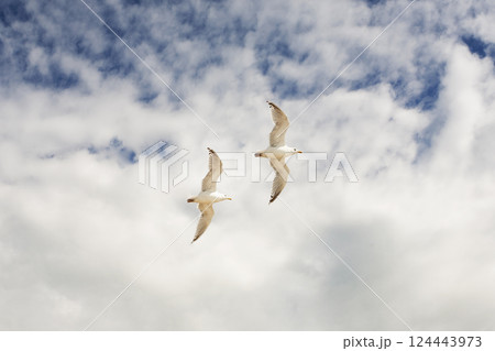 Low angle view of pair of seagulls in flight against clouds Low angle view of pair of seagulls in flight against clouds 124443973