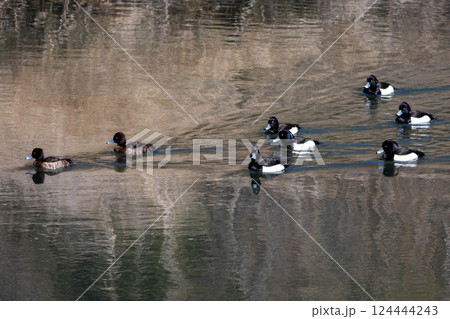 キンクロハジロの群れ 124444243