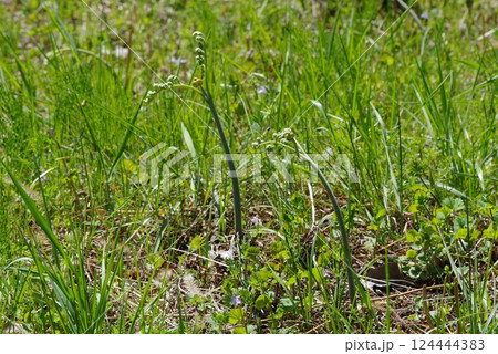 わらびが成長し収穫期を迎えた弱うす 124444383