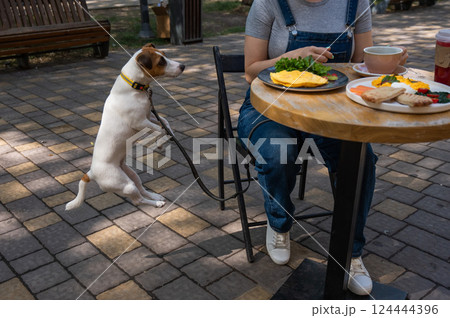 Jack Russell begging the owner in a street cafe. Woman having breakfast in dog friendly outdoor cafe.  124444396