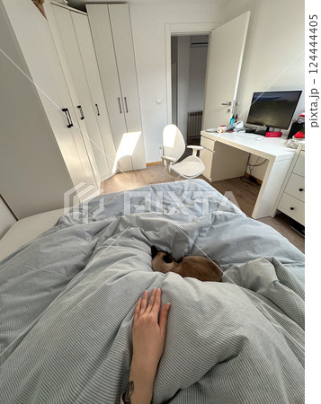 Morning light, quiet room, warm cat under blanket. Pet, comfort, and the simplicity of peaceful domestic moments Morning light, quiet room, warm cat under blanket. Pet, comfort, and the simplicity of peaceful domestic moments 124444405
