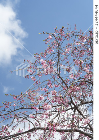 多摩霊園の枝垂桜 多摩霊園の枝垂桜 124444644