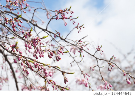 多摩霊園の枝垂桜 124444645