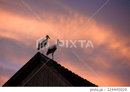 A pair of white storks resting on the roof of an old house 124445029