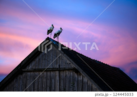 Beautiful scene of two white storks on an old house roof 124445033