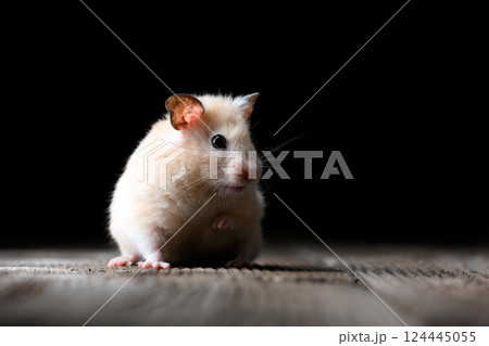 Fluffy beige hamster sitting on a vintage wooden table Fluffy beige hamster sitting on a vintage wooden table 124445055