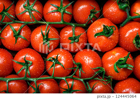 Freshly harvested organic tomatoes with glistening water droplets 124445064