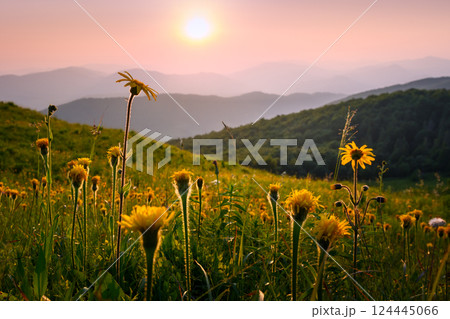 Golden sunlight casting a magical glow over lush grassy meadows 124445066