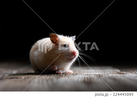 Small beige hamster sitting still on a rustic wooden table Small beige hamster sitting still on a rustic wooden table 124445095