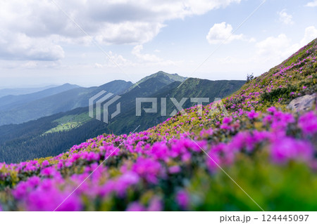 Splendid view of the Carpathian Mountains on a sunny summer day Splendid view of the Carpathian Mountains on a sunny summer day 124445097
