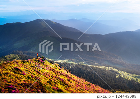 Spring mountains with blooming rhododendron flowers 124445099