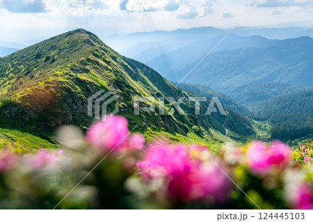 Springtime in the mountains - vibrant rhododendron flowers Springtime in the mountains - vibrant rhododendron flowers 124445103