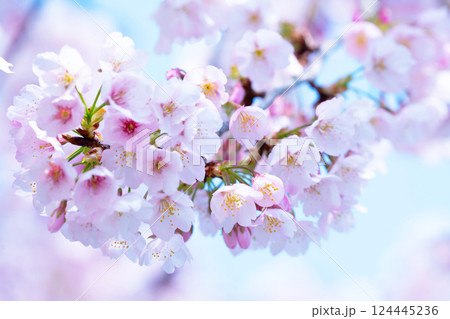 開花したばかりの桜 開花したばかりの桜 124445236
